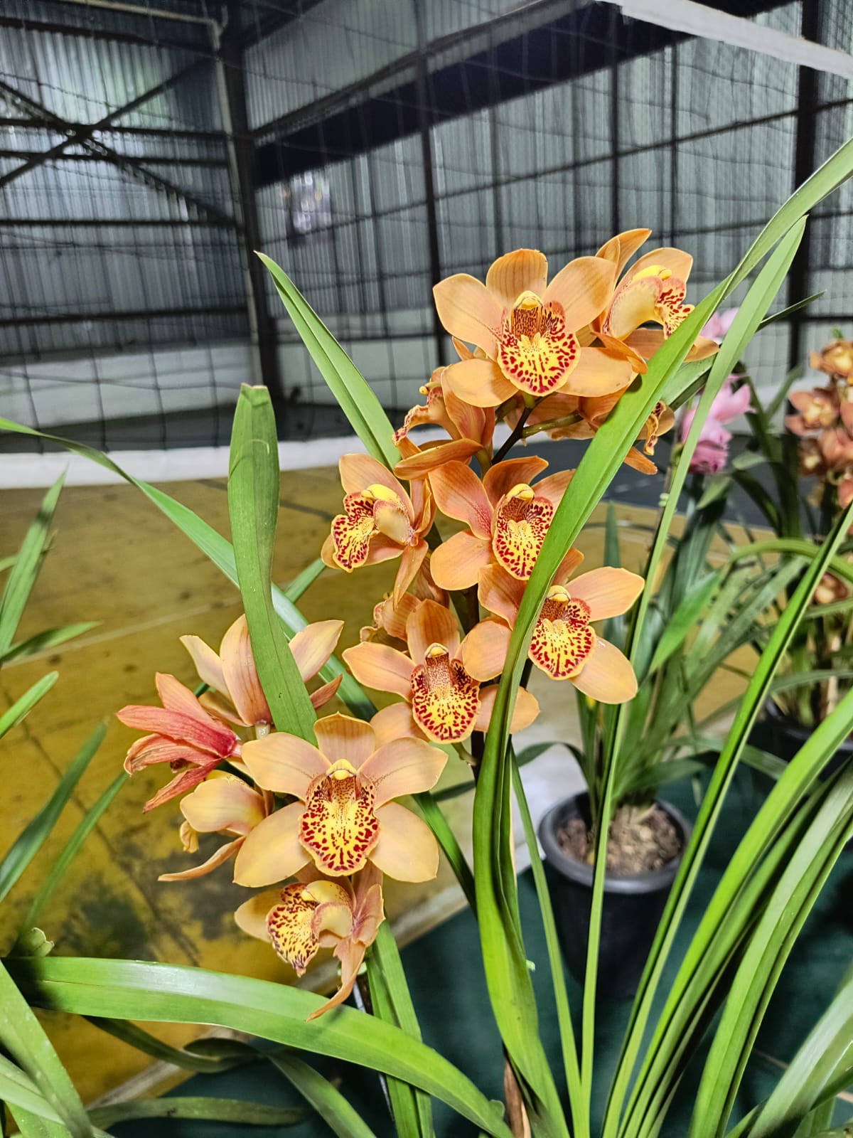 Orquídea florescida — De Broto em Broto